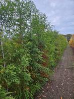 Taxodium distichum te koop!( moerascipres), Ophalen, Bloeit niet, Halfschaduw, Overige soorten