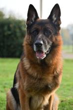 Mooie Duitse Herder pups, Dieren en Toebehoren, Rabiës (hondsdolheid), 8 tot 15 weken, Meerdere, Meerdere dieren