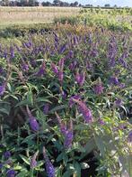 Vlinderstruiken, Tuin en Terras, Planten | Tuinplanten, Zomer, Overige soorten, Ophalen, Volle zon