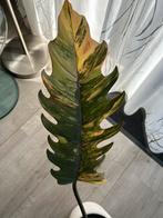 Te koop kamerplant, Halfschaduw, Overige soorten, Minder dan 100 cm, Ophalen