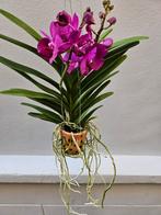Orchidee Vanda Roze