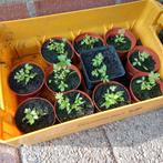 Maggie lavas plant te koop, Tuin en Terras, Ophalen, Volle zon, Vaste plant, Kruiden