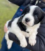 Friese stabij kooiker teefje 5 weken oud., Dieren en Toebehoren, 8 tot 15 weken, Teef, Eén hond, Middel