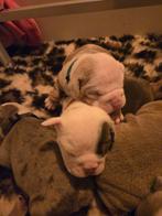Old English Bulldog Pups, Dieren en Toebehoren, CDV (hondenziekte), 8 tot 15 weken, Bulldog, Meerdere