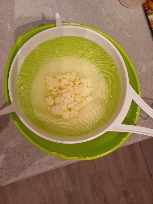 Kefir korrels melkkefir, Diversen, Levensmiddelen, Ophalen of Verzenden