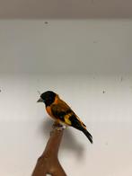 1-1 kapoetsen sijzen, Meerdere dieren, Tropenvogel, Geringd