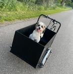 Nieuw baasje gezocht, Dieren en Toebehoren, Reu, 1 tot 2 jaar, Eén hond, Nederland