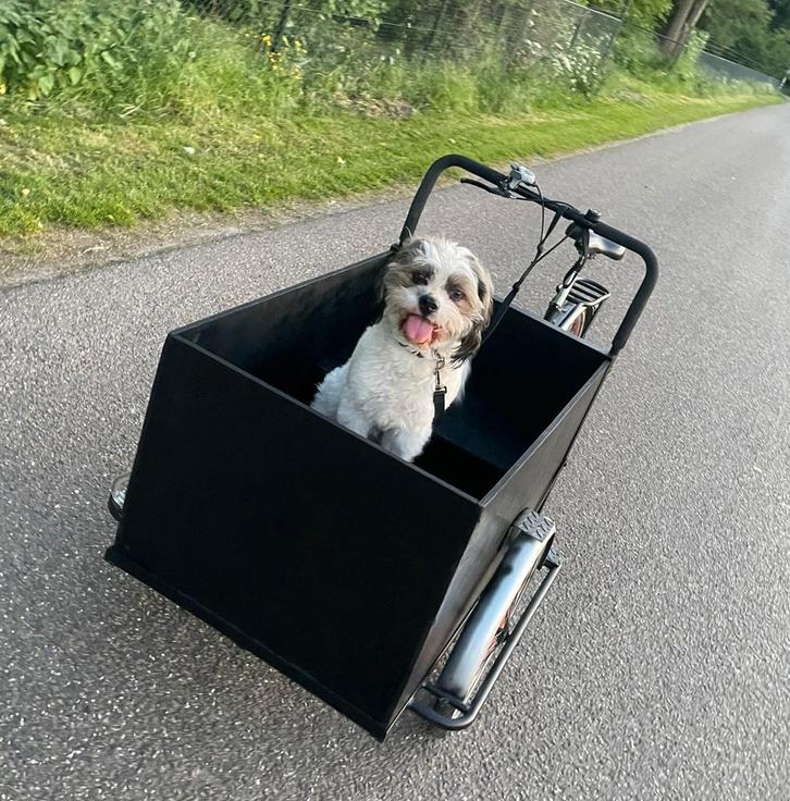 Nieuw baasje gezocht, Dieren en Toebehoren, Honden | Niet-rashonden, Reu, Particulier, Eén hond, Nederland, 1 tot 2 jaar