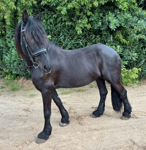 Lieve friese stamboek merrie zoekt liefdevol thuis, Dieren en Toebehoren, Paarden, Merrie, Zadelmak, 160 tot 165 cm, 11 jaar of ouder