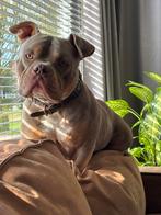 Tri color dekreu, Rabiës (hondsdolheid), Reu, 1 tot 2 jaar, Bulldog