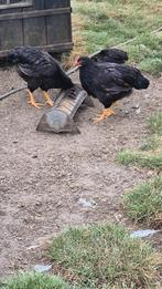 Aangeboden 3 dubbel gezoomde barneveld haantjes, Dieren en Toebehoren, Pluimvee, Mannelijk, Kip