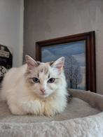 Ragdoll kitten poes, Dieren en Toebehoren, Poes, Ingeënt