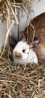 Groot lotharinger (België), Dieren en Toebehoren, Konijnen, Groot