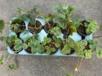 Aardbeien planten 3 voor €1, Ophalen, Vaste plant, Fruitplanten, Volle zon