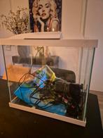 SuperFish aquarium compleet, Dieren en Toebehoren, Vissen | Aquaria en Toebehoren, Ophalen