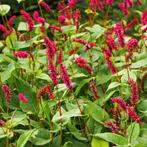 24 Persicaria amplexicaulis Speciosa, Duizendknoop, p9 pot, Ophalen, Zomer, Vaste plant, Overige soorten