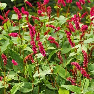 24 Persicaria amplexicaulis Speciosa, Duizendknoop, p9 pot  beschikbaar voor biedingen