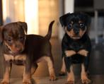 Kruising dwergpincher pups, Dieren en Toebehoren, Honden | Niet-rashonden, Particulier, Meerdere, Klein, 8 tot 15 weken
