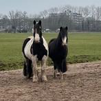 Doe het zelf stal plek - Santpoort-Zuid, Dieren en Toebehoren, Stalling en Weidegang