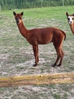 alpaca, Dieren en Toebehoren, Januari, Mannelijk