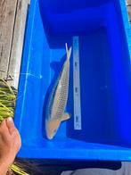 Koi karper koikarper soragoi girin, Dieren en Toebehoren, Vissen | Vijvervissen, Karper of Koi
