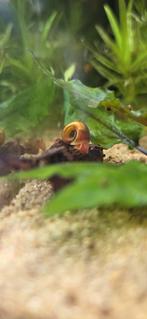 Posthoorn slakken, Dieren en Toebehoren, Vissen | Aquariumvissen, Slak of Weekdier