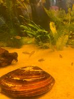 kersenbuik cyclide, Dieren en Toebehoren, Ophalen of Verzenden