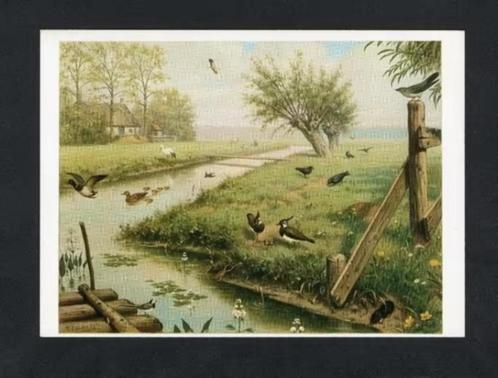 Ansichtkaart Schoolplaat In De Weide, Ooievaar Zwaluw Kievit, Verzamelen, Ansichtkaarten | Dieren, Ongelopen, 1980 tot heden, Waterdier