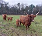 Hooglander zoogstellen, Meerdere dieren