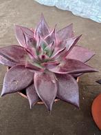 Echeveria “Taurus atlas, Ophalen of Verzenden, Halfschaduw, Minder dan 100 cm