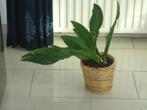 sansevieria in rieten mand, Huis en Inrichting, Kamerplanten, Overige soorten, Minder dan 100 cm, Halfschaduw, Ophalen