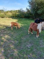 Shetland ponies verzorger gevraagd, Dieren en Toebehoren, Ophalen of Verzenden