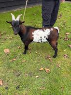 Tekoop mooie stippel bok, Dieren en Toebehoren, Schapen, Geiten en Varkens, Mannelijk, Geit