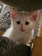 X Maine coon kittens, Dieren en Toebehoren, Katten en Kittens | Raskatten | Langhaar, Meerdere dieren, Ontwormd, 0 tot 2 jaar