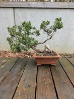 bonsai juniperus, Ophalen