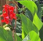 Verse zaden Canna Indica, Indisch bloemriet 10 stuks 4 euro, Tuin en Terras, Ophalen of Verzenden, Volle zon