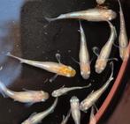 Medaka Mariage Kissing Widefin - Emerald Fin - Kruising, Dieren en Toebehoren, Vissen | Aquariumvissen, Vis