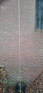 Morus alba, moerbei, Tuin en Terras, Planten | Bomen, Ophalen, Volle zon, Overige soorten