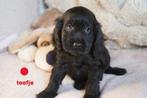 Mooie engelse cocker spaniel pups., Dieren en Toebehoren, Nederland, 8 tot 15 weken, CDV (hondenziekte), Meerdere