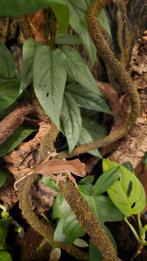 Wimpergekko/ crested gecko, Dieren en Toebehoren, Reptielen en Amfibieën, 0 tot 2 jaar, Hagedis
