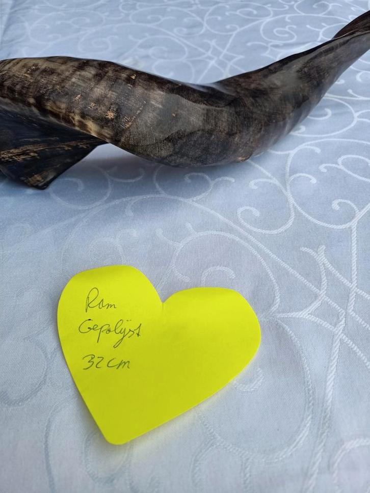 Gepolijste Shofar Van Ramhoorn - 26cm, Antiek en Kunst, Antiek | Religie, Ophalen of Verzenden