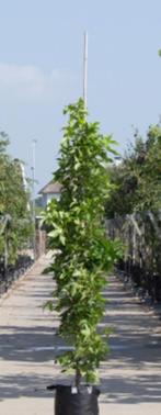 Liquidambar Zuil Amerbomen 350/400, Tuin en Terras, Planten | Bomen, In pot, Zuilboom, 250 tot 400 cm, Ophalen of Verzenden