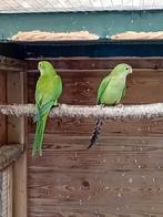 te koop een koppel barraband parkieten, Meerdere dieren, Parkiet, Geringd