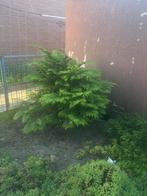 Gratis planten, Ophalen of Verzenden, Volle zon, Overige soorten, Minder dan 100 cm