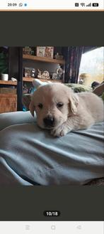 Golden Retriever puppies, Dieren en Toebehoren, Golden retriever, 8 tot 15 weken, CDV (hondenziekte), Meerdere