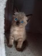 Ragdoll kittens, Dieren en Toebehoren, Ontwormd
