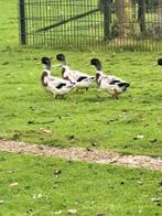 Streicher eenden, Dieren en Toebehoren, Pluimvee, Mannelijk, Eend