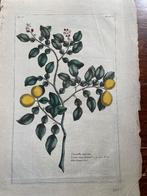 Limonellus aurarius / Petit Limon dore 18 eeuw, Ophalen of Verzenden