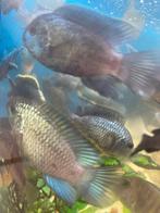 Electric bleu acara, Dieren en Toebehoren, Vissen | Vijvervissen, Karper of Koi