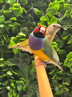 Gouldamadine 2025 man, Dieren en Toebehoren, Vogels | Overige Vogels, Mannelijk, Geringd